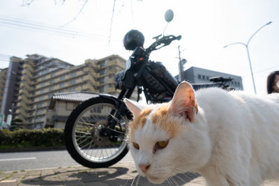 Cat with bicycle on street in background