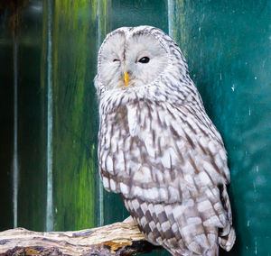 Close-up of owl perching on wooden post