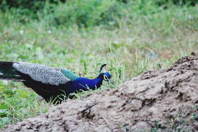 Side view of a peacock on field
