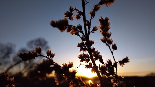 Low angle view of silhouette tree against sky during sunset