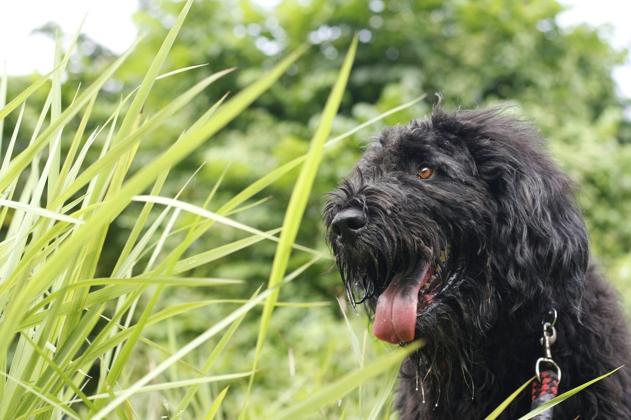 animal themes, one animal, grass, domestic animals, field, mammal, black color, focus on foreground, close-up, grassy, nature, green color, animal head, dog, portrait, wildlife, day, pets, outdoors, animals in the wild