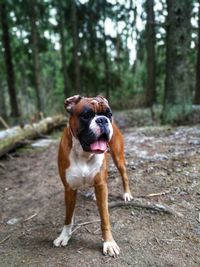 Portrait of dog sticking out tongue