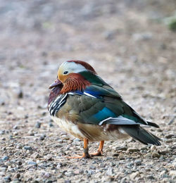 Close-up of a bird