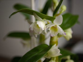 Close-up of white flowering plant