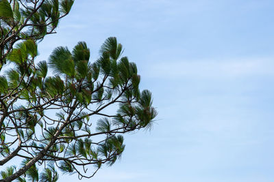 Low angle view of tree against sky