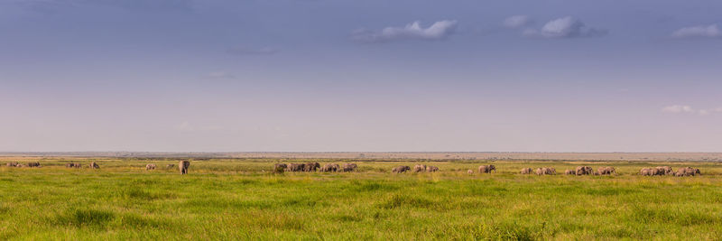 View of sheep grazing in field