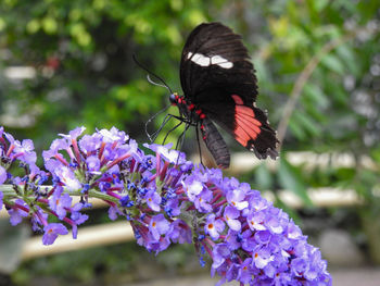 Close-up of butterfly pollinating on purple flower