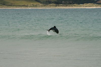 Bird in sea