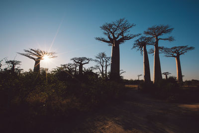 Trees on field against sky