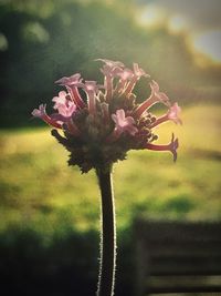 Close-up of pink flower