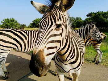 Zebra and trees against sky