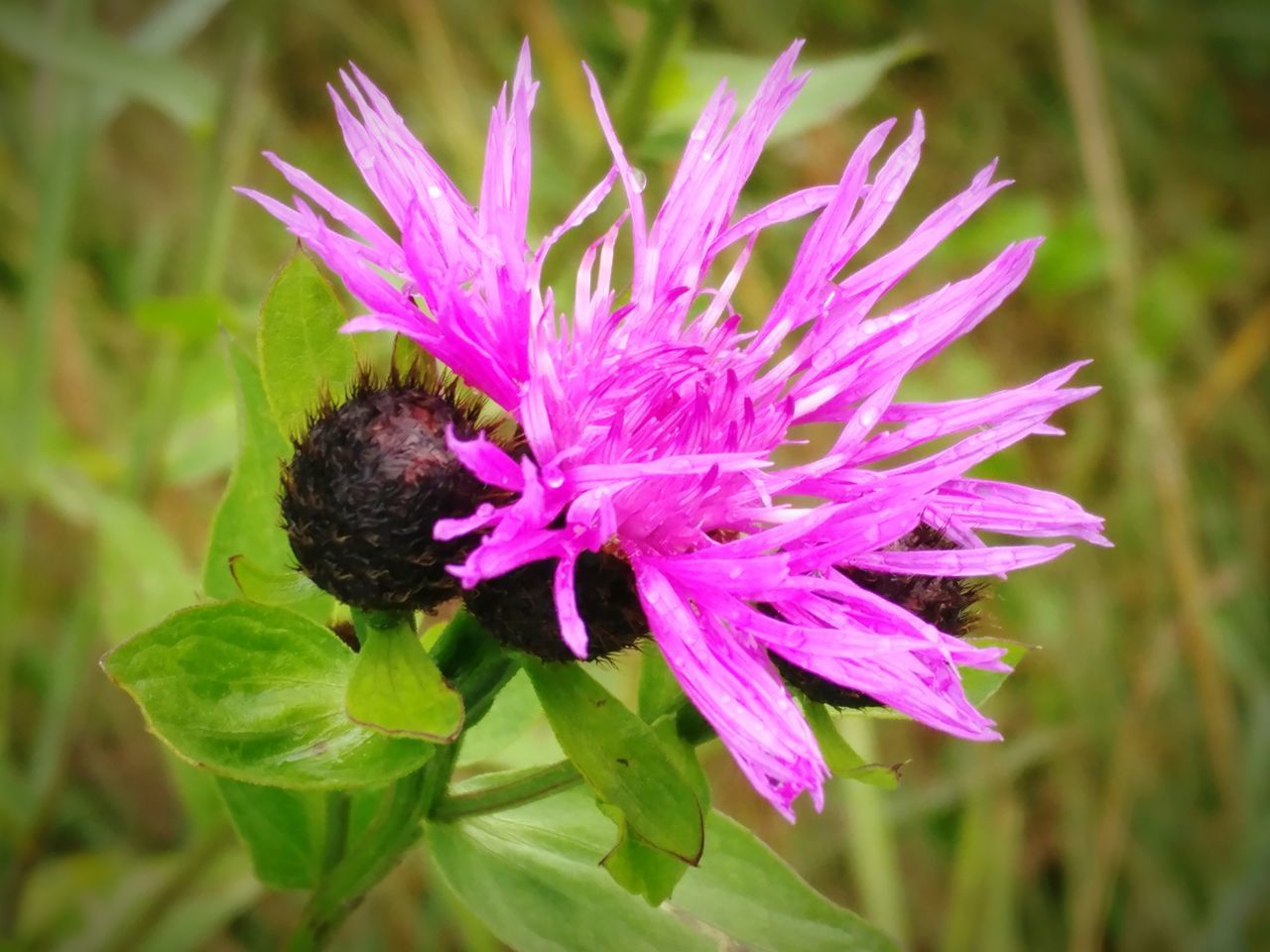 plant, flower, flowering plant, vulnerability, growth, fragility, beauty in nature, freshness, petal, flower head, close-up, inflorescence, nature, focus on foreground, pink color, plant part, day, one animal, leaf, no people, pollen, pollination, purple