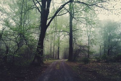Empty road passing through forest
