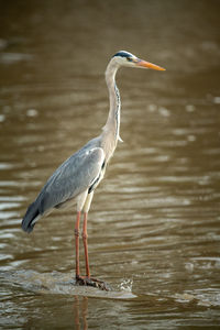 Grey heron standing in shallows in profile