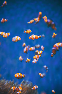 Close-up of clown fish swimming in sea