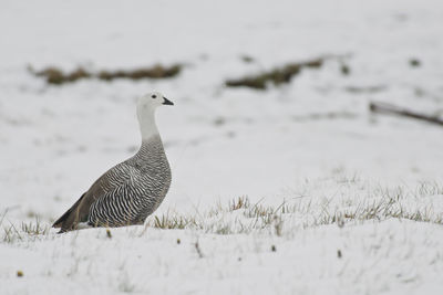 Bird on a land