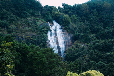 Scenic view of waterfall in forest