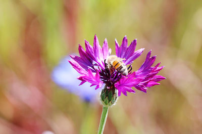 Close-up of bee pollinating on purple flower