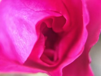 Macro shot of pink rose