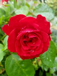 Close-up of red rose blooming outdoors
