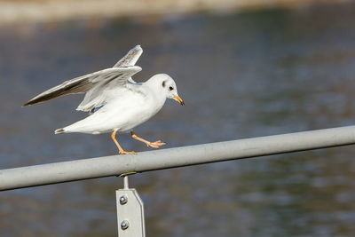 Close-up of seagull perching on water