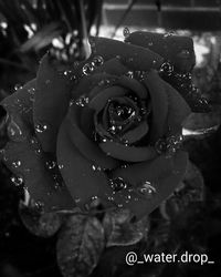 Close-up of water drops on rose