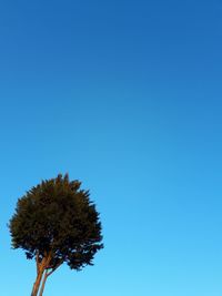 Low angle view of tree against clear blue sky