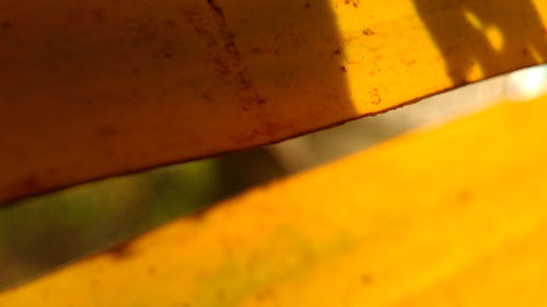 Close-up of yellow leaf