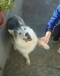 Low section of man standing with dog