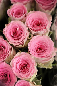 Close-up of pink roses