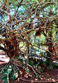 Low angle view of trees growing in forest