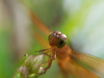 Close-up of insect on leaf