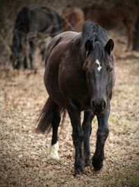 Horse standing on field