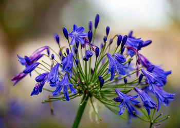 Close-up of purple flowering plants