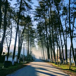 Road amidst trees in forest