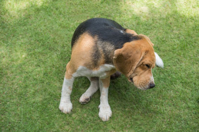 High angle view of a dog on grass