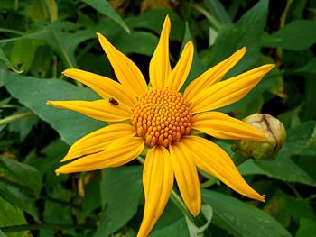 Close-up of yellow flower