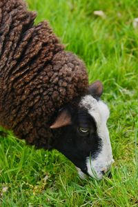 Close-up of goat on field