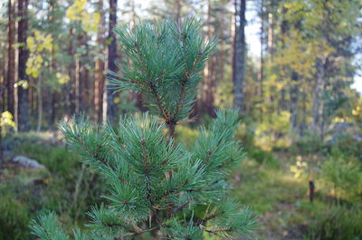 Pine tree in forest