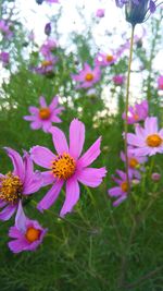 Close-up of pink flowers