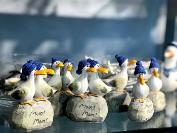 Close-up of birds for sale