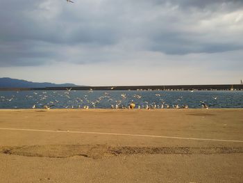 Birds on beach against sky