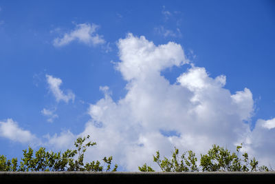 Low angle view of trees against blue sky