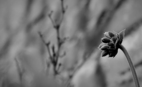 Close-up of wilted flower