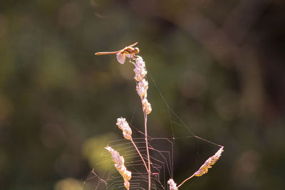 Close-up of dragonfly web on plant grass 