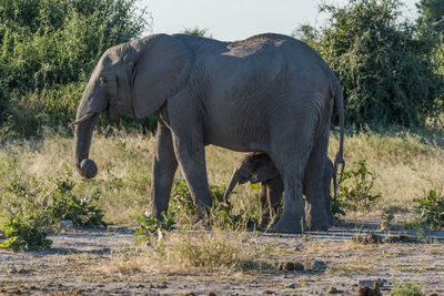 Side view of elephant with calf on field