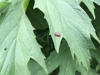 Close-up of green leaves