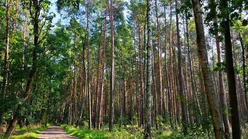 Low angle view of trees growing in forest