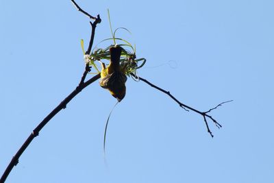 Low angle view of flowering plant against clear blue sky