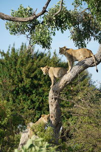 Low angle view of tree